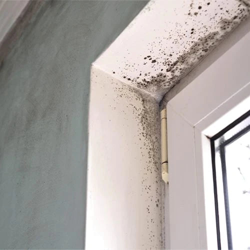 Mold / Mildew