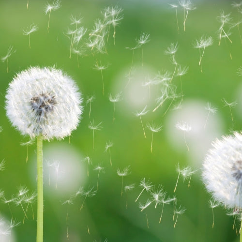 Poussière et pollen